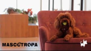 Nueva tienda online para mascotas MASCOTROPA